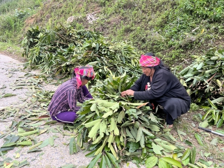 Xã Bum Tở phát triển cây quế