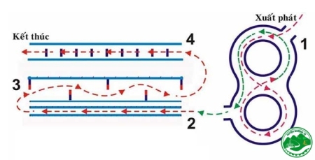 Thu nhận hồ sơ thi sát hạch cấp GPLX hạng A1